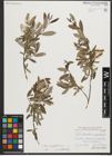 Foto von Salix triandra subsp. amygdalina (L.) Schübl. & G. Martens
